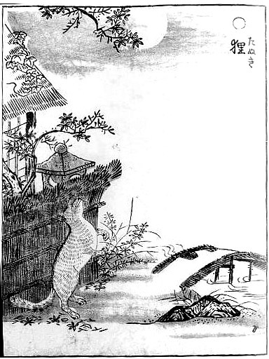 狸